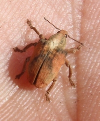 Gonipterus sp2