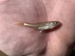 Cyprinella lutrensis