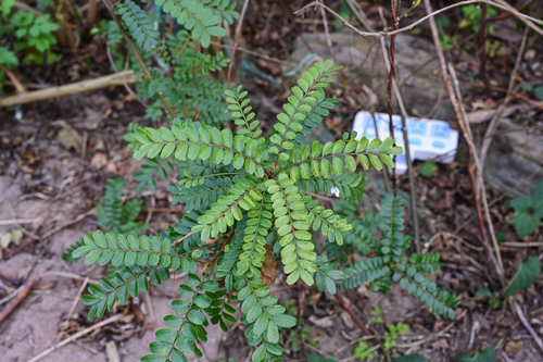 Pistacia weinmanniifolia