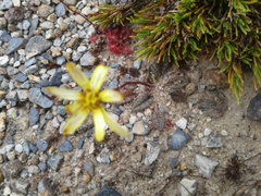 Brachyglottis traversii