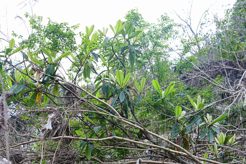 Loquat