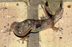 Homopholis walbergii