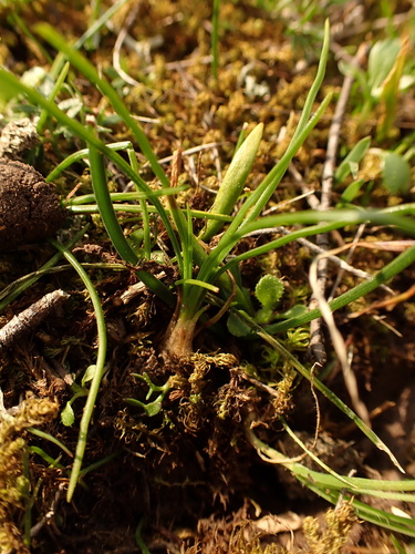 Isoetes durieui (Isoetes durieui)