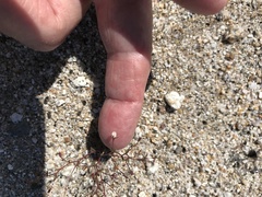 Nemacladus orientalis