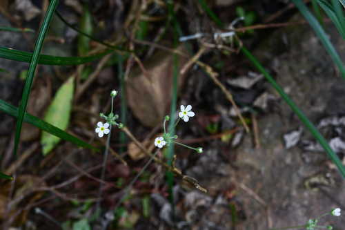 Umbelled rockjasmine