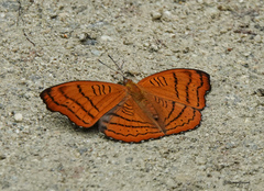 Pseudergolis wedah