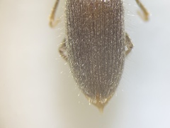 Horistonotus