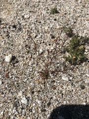 Nemacladus orientalis