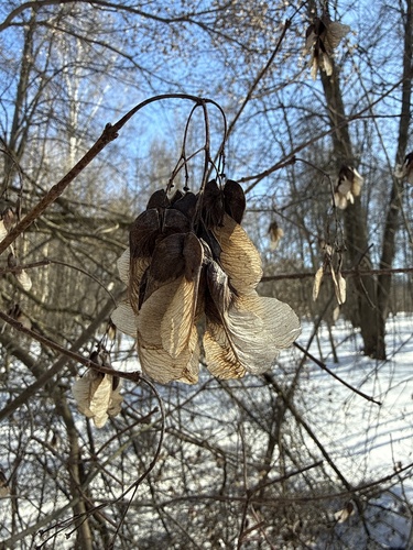 Tatar Maple (Acer tataricum)