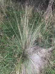 Poa sieberiana