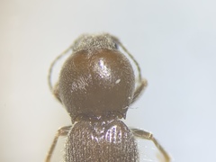 Horistonotus