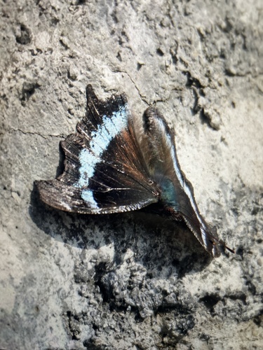 Blue Admiral