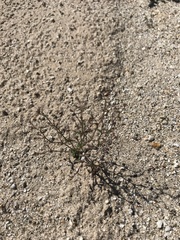 Nemacladus orientalis