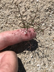 Nemacladus orientalis