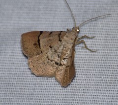 Frederickia flaviterminata