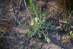 Pseudognaphalium undulatum