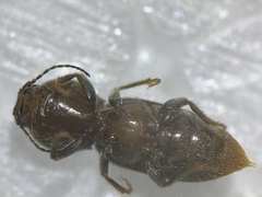 Horistonotus