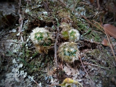 Mammillaria carmenae