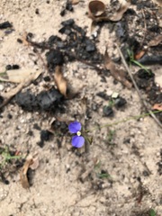 Comesperma sphaerocarpum
