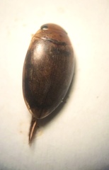 Laccophilus proximus