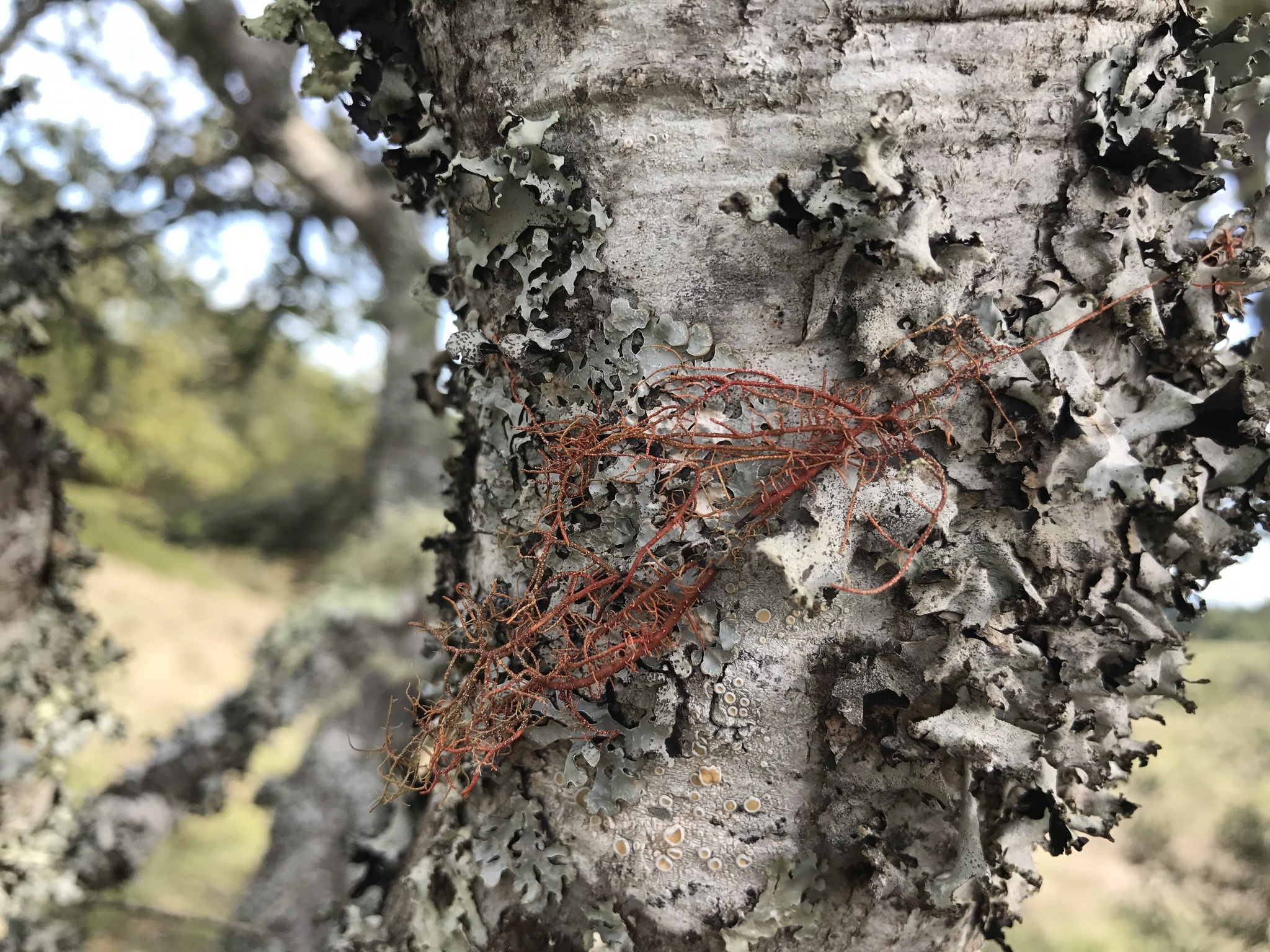 Usnea image