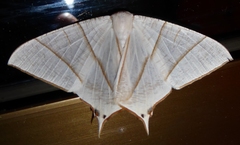 Ourapteryx picticaudata