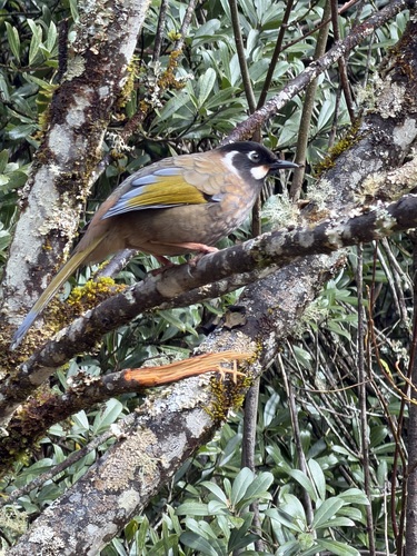 Black-faced Laughingthrush (Trochalopteron affine)