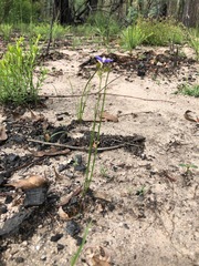 Comesperma sphaerocarpum