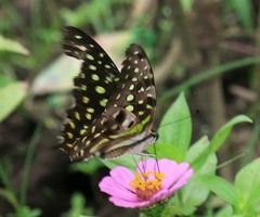 Graphium agamemnon comodus
