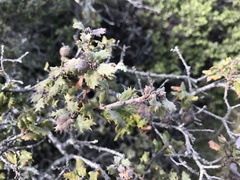 Quercus durata durata