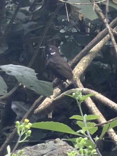 Nonggang Babbler (Stachyris nonggangensis), photo 2