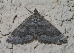 Perizoma custodiata