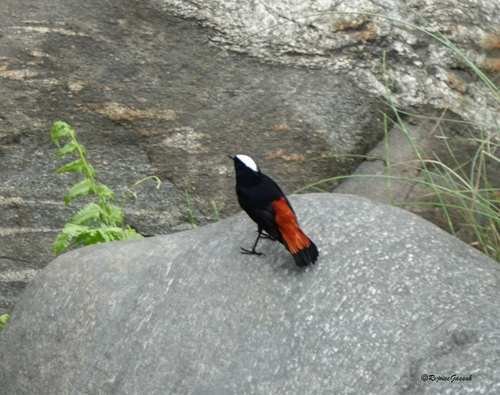 White-capped Redstart (Phoenicurus leucocephalus), photo 10