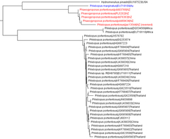 Phlebopus marginatus