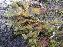 Lateristachys lateralis