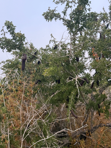 Dog Poop Bush (Ebenopsis confinis)