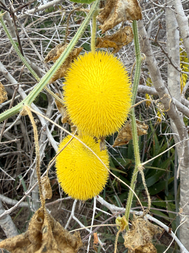 Hedgehog Gourd (Cucumis dipsaceus)