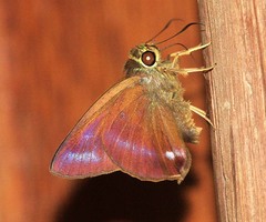 Hasora leucospila