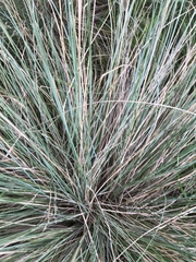 Poa sieberiana
