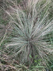 Poa sieberiana