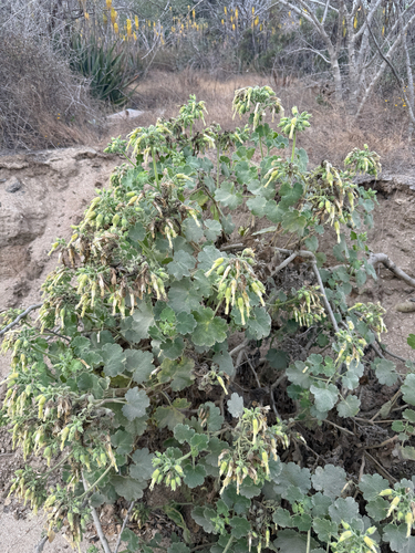 Baja California rocknettle (Eucnide cordata)