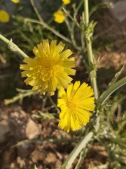 Launaea mucronata