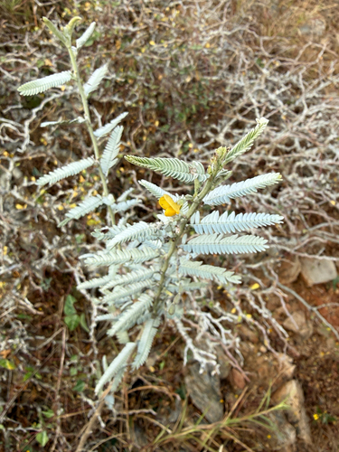 Baja California jointvetch (Ctenodon niveus)