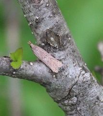 Dichomeris ligulella