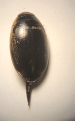 Thermonectus basillaris