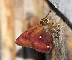 Hasora quadripunctata celebica