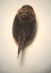 Thermonectus basillaris