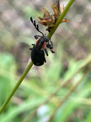 Pilose Checkered Beetle photo 6