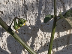 Solanum nigrum