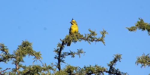 Yellow Cardinal